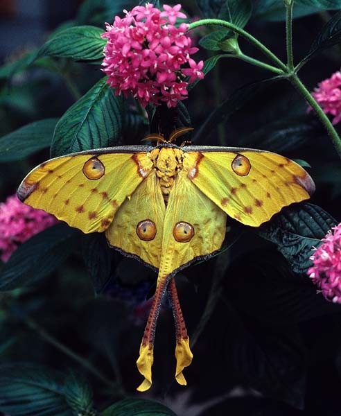 Photo:  Luna Moth